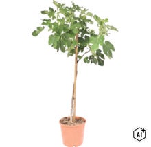 Figuier commun Ficus carica en pot avec tuteur en bambou. (Image AI modified or generated)