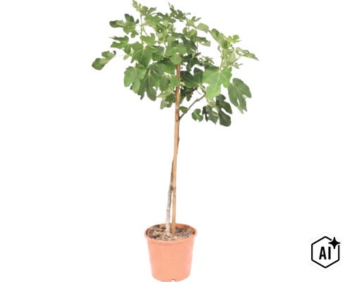 Figuier commun Ficus carica en pot avec tuteur en bambou. (Image AI modified or generated)