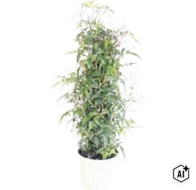 Zimmerjasmin Jasminum polyanthum mit grünen Blättern und rosa Blütenknospen in einem weißen Topf. (Image AI modified or generated)