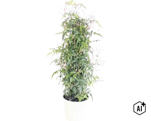 Zimmerjasmin Jasminum polyanthum mit grünen Blättern und rosa Blütenknospen in einem weißen Topf. (Image AI modified or generated)
