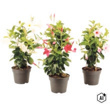 Drei Mandevilla-Pflanzen in Kunststofftöpfen mit weißen, roten und rosa Blüten sowie Rankhilfen aus Bambus. (Image AI modified or generated)