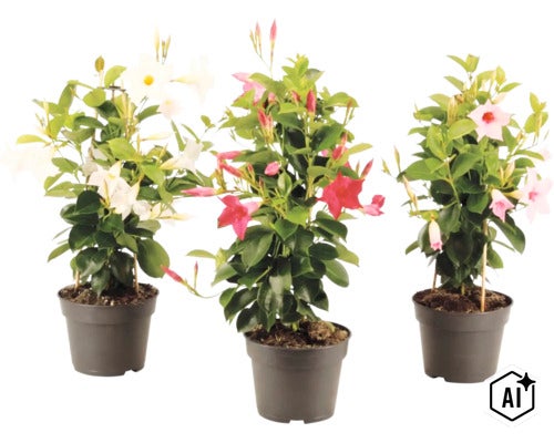 Drei Mandevilla-Pflanzen in Kunststofftöpfen mit weißen, roten und rosa Blüten sowie Rankhilfen aus Bambus. (Image AI modified or generated)