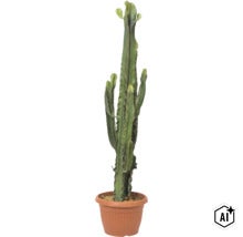 Euphorbia ingens Kaktus-Wolfsmilch im braunen Kunststofftopf. (Image AI modified or generated)
