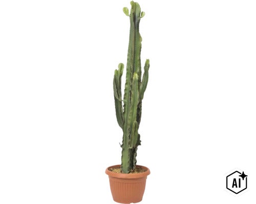 Euphorbia ingens Kaktus-Wolfsmilch im braunen Kunststofftopf. (Image AI modified or generated)