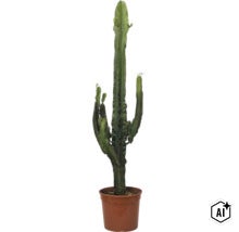 Grosser Cowboy-Kaktus Euphorbia ingens mit mehreren Trieben in einem braunen Kunststofftopf. (Image AI modified or generated)