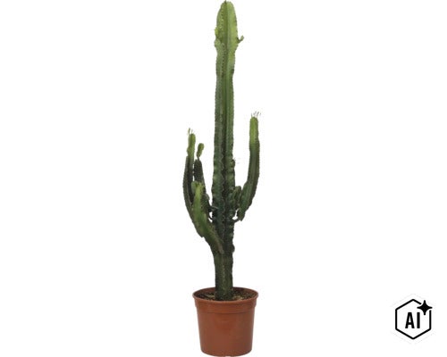Grosser Cowboy-Kaktus Euphorbia ingens mit mehreren Trieben in einem braunen Kunststofftopf. (Image AI modified or generated)