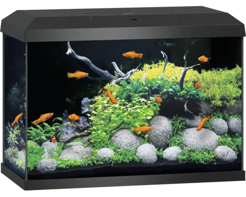 Aquarium complet avec couvercle noir, décoré de plantes, pierres, racines et poissons orange.