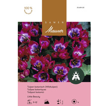 Bulbes de fleurs Samen Mauser «Tulipe sauvage Little Beauty», violet pourpre, 10 pièces