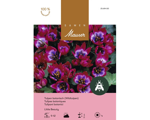 Bulbes de fleurs Samen Mauser «Tulipe sauvage Little Beauty», violet pourpre, 10 pièces