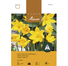 Bulbes de fleurs Samen Mauser «Tulipe sauvage Sylvestris», jaune, 10 pièces