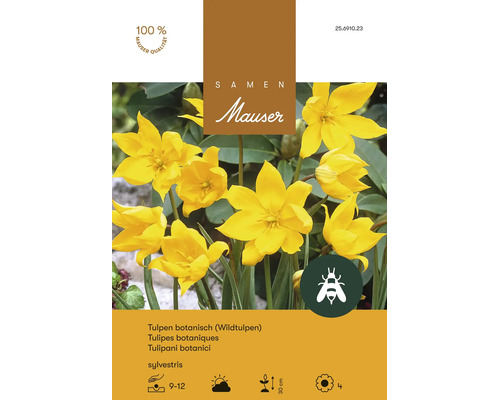 Bulbes de fleurs Samen Mauser «Tulipe sauvage Sylvestris», jaune, 10 pièces