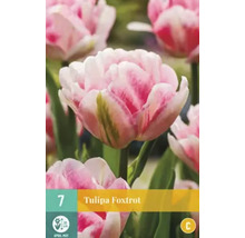 Bulbes de fleurs Samen Mauser «Tulipes Foxtrott», rose-blanc, doubles, floraison précoce, 5 pces