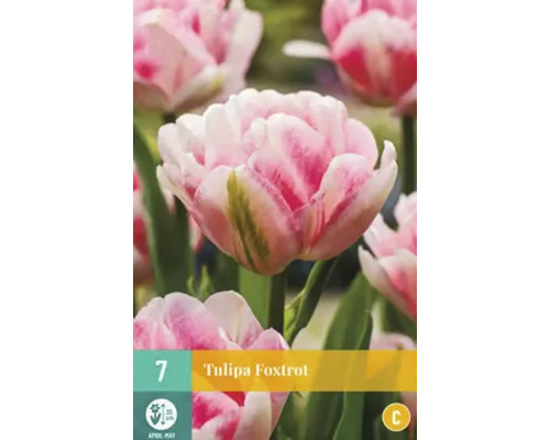 Bulbes de fleurs Samen Mauser «Tulipes Foxtrott», rose-blanc, doubles, floraison précoce, 5 pces
