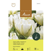 Bulbes de fleurs Samen Mauser «Tulipes Exotic Emperorr», blanches doubles, floraison précoce, 5 pces
