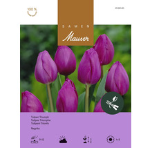 Bulbes de fleurs, graines, tulipes «Trumph Negrita», violettes, 25 pièces