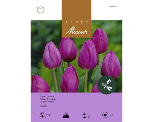 Bulbes de fleurs, graines, tulipes «Trumph Negrita», violettes, 25 pièces