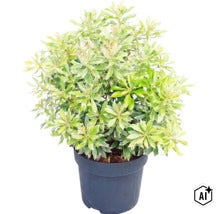 Andromède du Japon Pieris japonica avec un feuillage panaché blanc et vert dans un pot en plastique noir. (Image AI modified or generated)