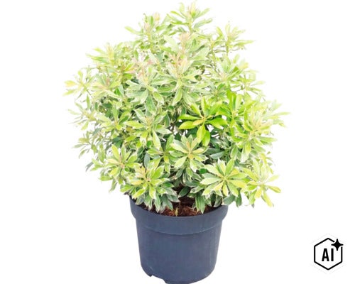 Andromède du Japon Pieris japonica avec un feuillage panaché blanc et vert dans un pot en plastique noir. (Image AI modified or generated)