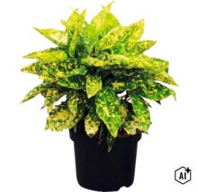 Zimmerpflanze Croton Gold Star mit gelb gemusterten Blättern in einem schwarzen Pflanztopf. (Image AI modified or generated)