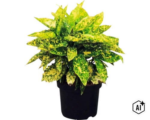 Zimmerpflanze Croton Gold Star mit gelb gemusterten Blättern in einem schwarzen Pflanztopf. (Image AI modified or generated)