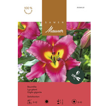 Blumenzwiebeln Samen Mauser "Baumlilie Satisfaction" gelb purple 2 Stk.