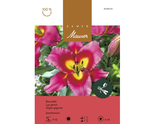 Blumenzwiebeln Samen Mauser "Baumlilie Satisfaction" gelb purple 2 Stk.