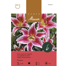 Bulbes de fleurs Samen Mauser «Lys Stargazer», rouge carmin à bordure blanche, 3 pces
