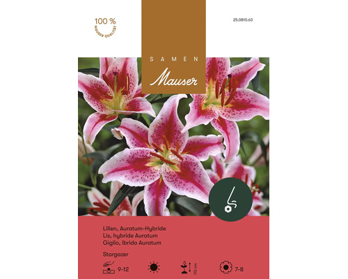 Bulbes de fleurs Samen Mauser «Lys Stargazer», rouge carmin à bordure blanche, 3 pces