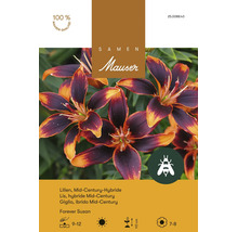 Bulbes de fleurs Samen Mauser «Lys Forever Susanne Mid-Century», orange-violet, 3 pces