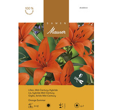 Blumenzwiebeln Samen Mauser "Lilium Orange Summer Mid-Century" orange 3 Stk.