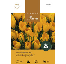 Bulbes de fleurs Samen Mauser «Crocus vernus», jaune à grandes fleurs, 15 pièces