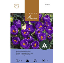 Bulbes de fleurs Samen Mauser «Crocus vernus» bleu, grandes fleurs, 15 pièces