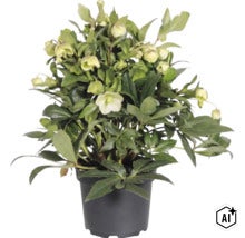 Rose de Noël 'Winterbells' FloraSelf Helleborus 'Winterbell' pot Ø 17 cm (Image AI modified or generated)