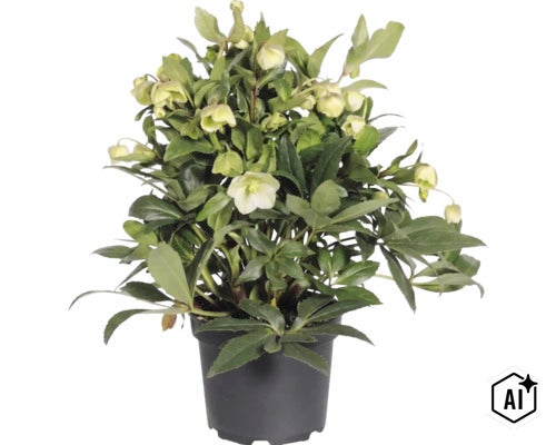 Schneerose 'Winterbells' FloraSelf Helleborus 'Winterbell' Ø 17 cm Topf (Image AI modified or generated)