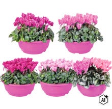 Alpenveilchen FloraSelf Cyclamen Patio Ø 23 cm Schale (Image AI modified or generated)