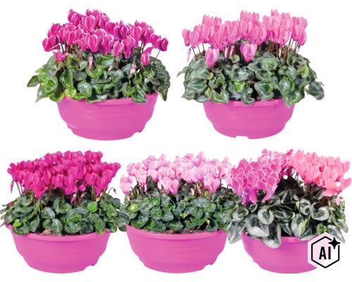 Alpenveilchen FloraSelf Cyclamen Patio Ø 23 cm Schale (Image AI modified or generated)