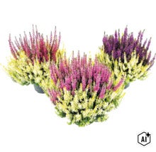 Knospenheide FloraSelf Calluna vulgaris 'Beauty Ladies Colour Crown' Ø 13 cm Topf (Image AI modified or generated)
