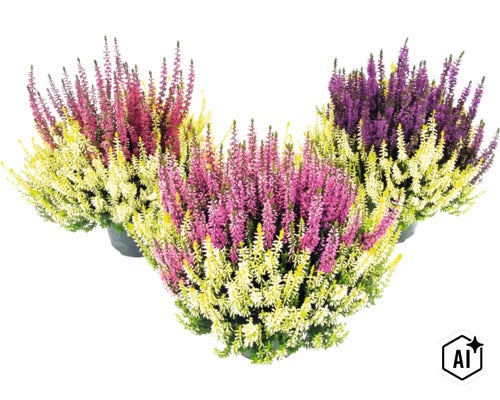 Knospenheide FloraSelf Calluna vulgaris 'Beauty Ladies Colour Crown' Ø 13 cm Topf (Image AI modified or generated)