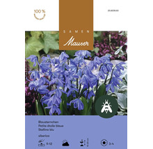 Blumenzwiebeln Samen Mauser "Scilla siberica Blausternchen" blau 25 Stk.