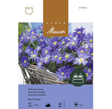 Bulbes de fleurs Samen Mauser «Anémones blanda Blue Shades», bleu, 20 pièces