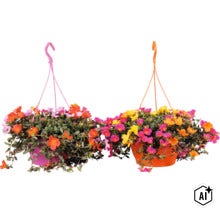 Deux suspensions de pourpier à grandes fleurs (Portulaca) de différentes couleurs. (Image AI modified or generated)