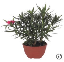 Laurier-rose avec des feuilles vertes et des fleurs rouges dans un pot marron. (Image AI modified or generated)