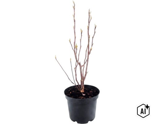 Ein junger Strauch mit Knospen im schwarzen Kunststofftopf. (Image AI modified or generated)