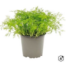 Plante d'aneth dans un pot de fleur rond en plastique comme herbe aromatique pour le jardin ou le balcon (Image AI modified or generated)