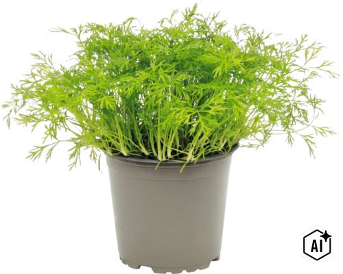 Dillpflanze in einem runden Pflanztopf aus Kunststoff als Küchenkraut für den Garten oder den Balkon (Image AI modified or generated)