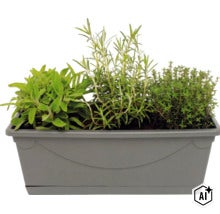 Herbes aromatiques dans une jardinière rectangulaire en plastique pour balcon ou terrasse (Image AI modified or generated)