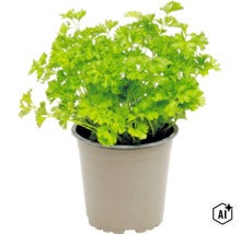 Un persil frisé frais dans un pot de fleurs. (Image AI modified or generated)