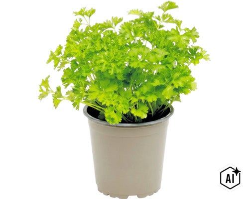 Eine frische krause Petersilie in einem Pflanztopf. (Image AI modified or generated)