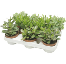 Ensemble de six plantes grasses en pots en plastique sur un plateau de culture blanc