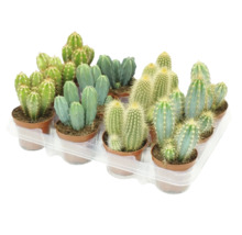 Une sélection de divers cactus en petits pots sur un plateau en plastique comme plantes d intérieur pour la décoration.